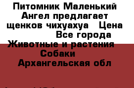 Питомник Маленький Ангел предлагает щенков чихуахуа › Цена ­ 10 000 - Все города Животные и растения » Собаки   . Архангельская обл.